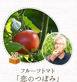 フルーツトマト「恋のつぼみ」